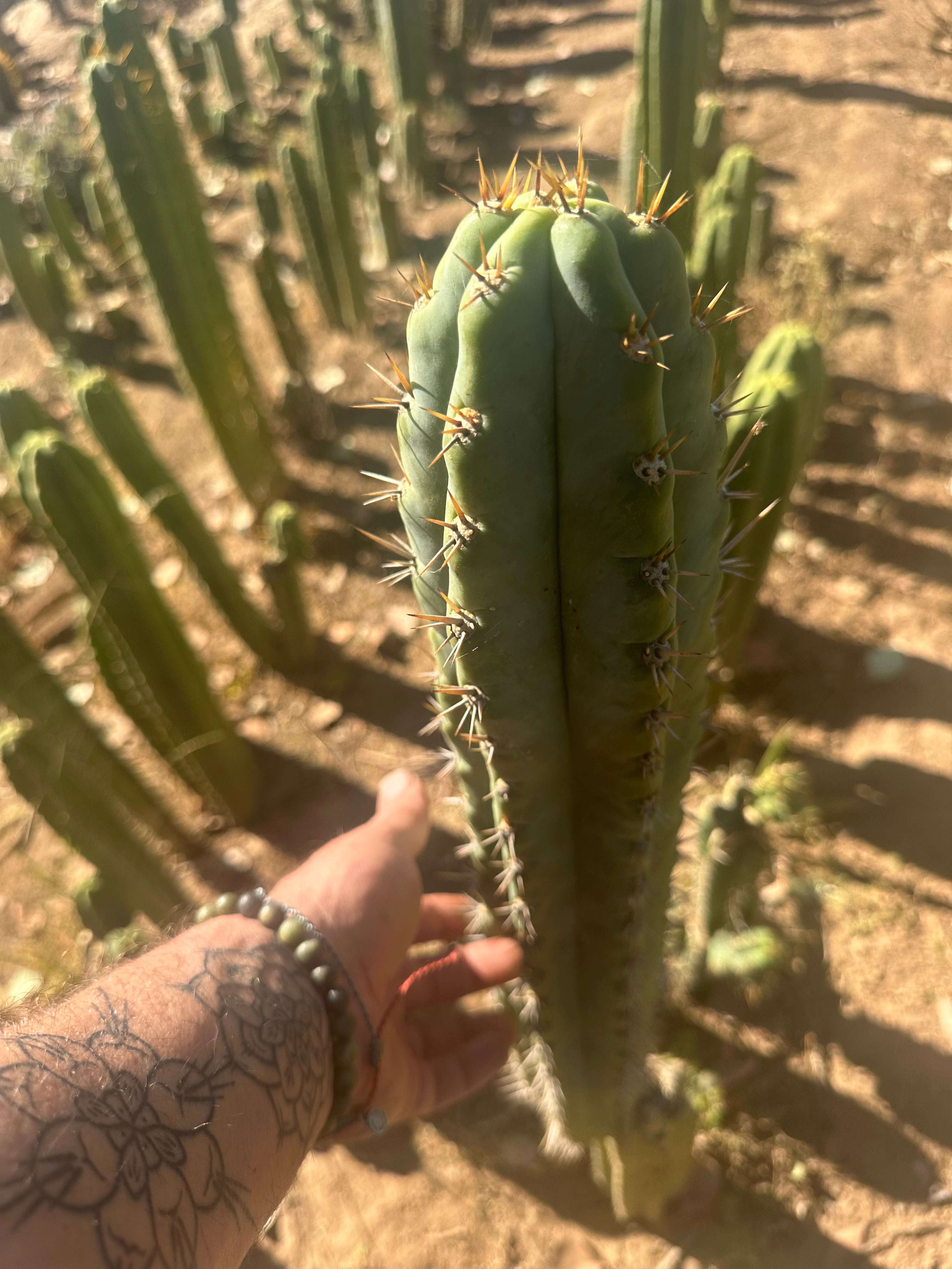 👑 Knuthianus — Chonky 10” Tip