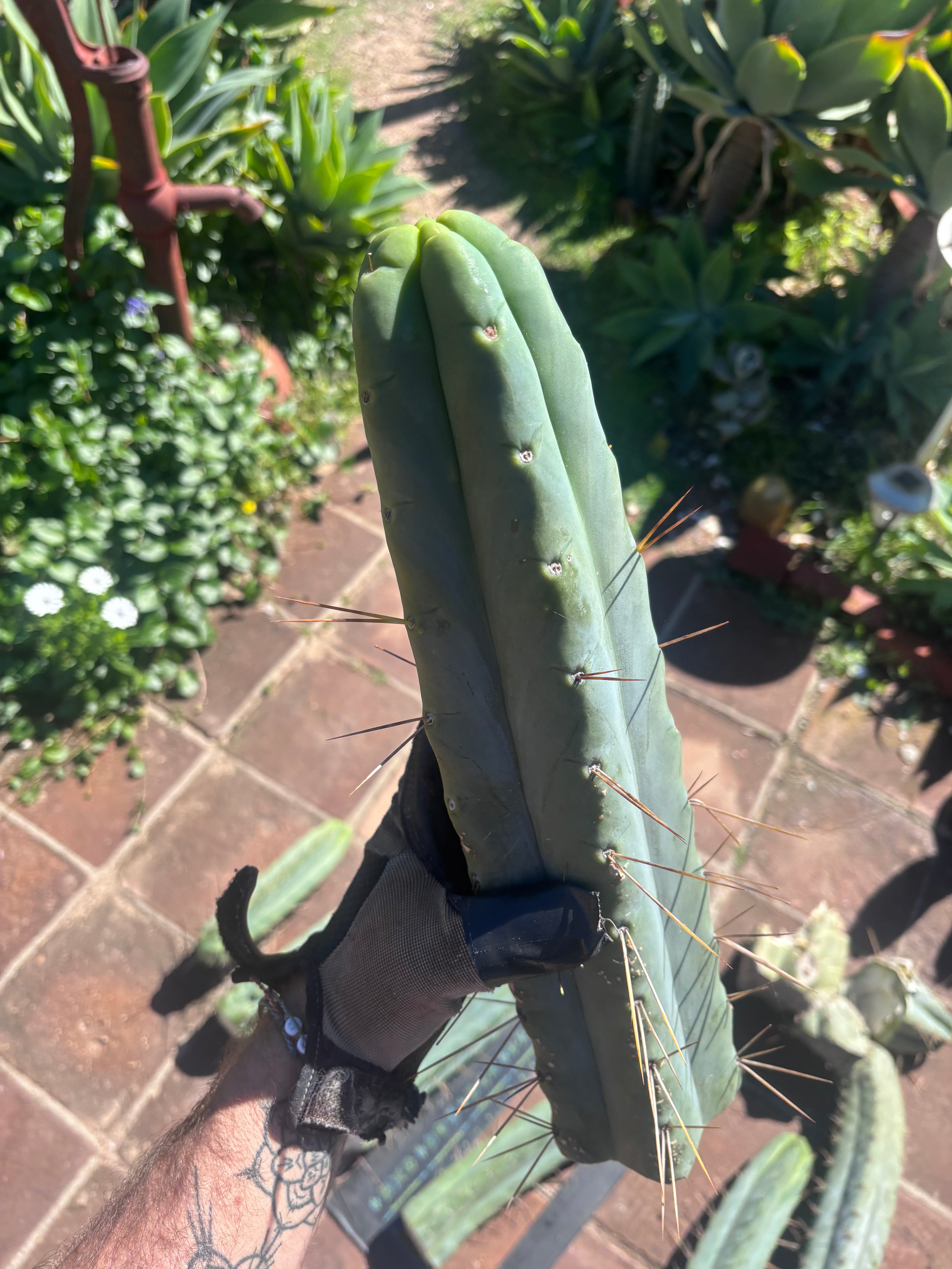 👑💎🌶️🌶️ Eileen — 15” Mega Tips