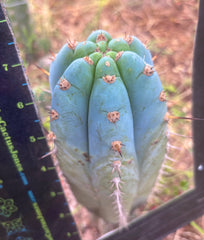💎👑💎 Althea — Chonky 7.5” Tip