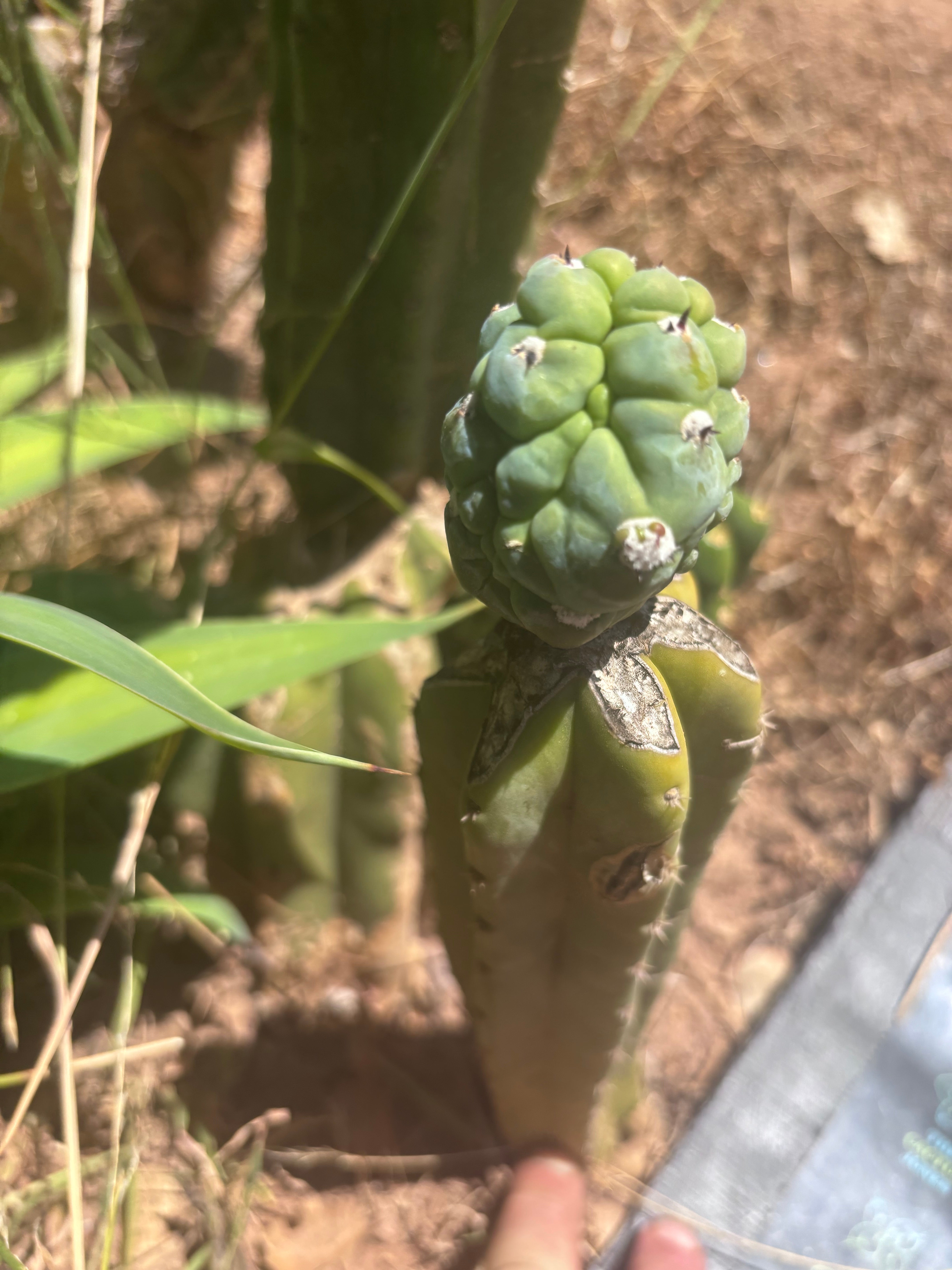 👑💎 Glorp — Rooted Graft