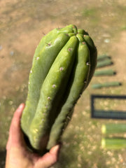 💎👑🌶️ Tom Juuls Giant  — XL 15” Tip