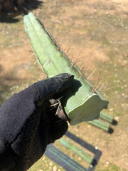 🌶️ Restocked —Baker x Helen  — 12” Tips