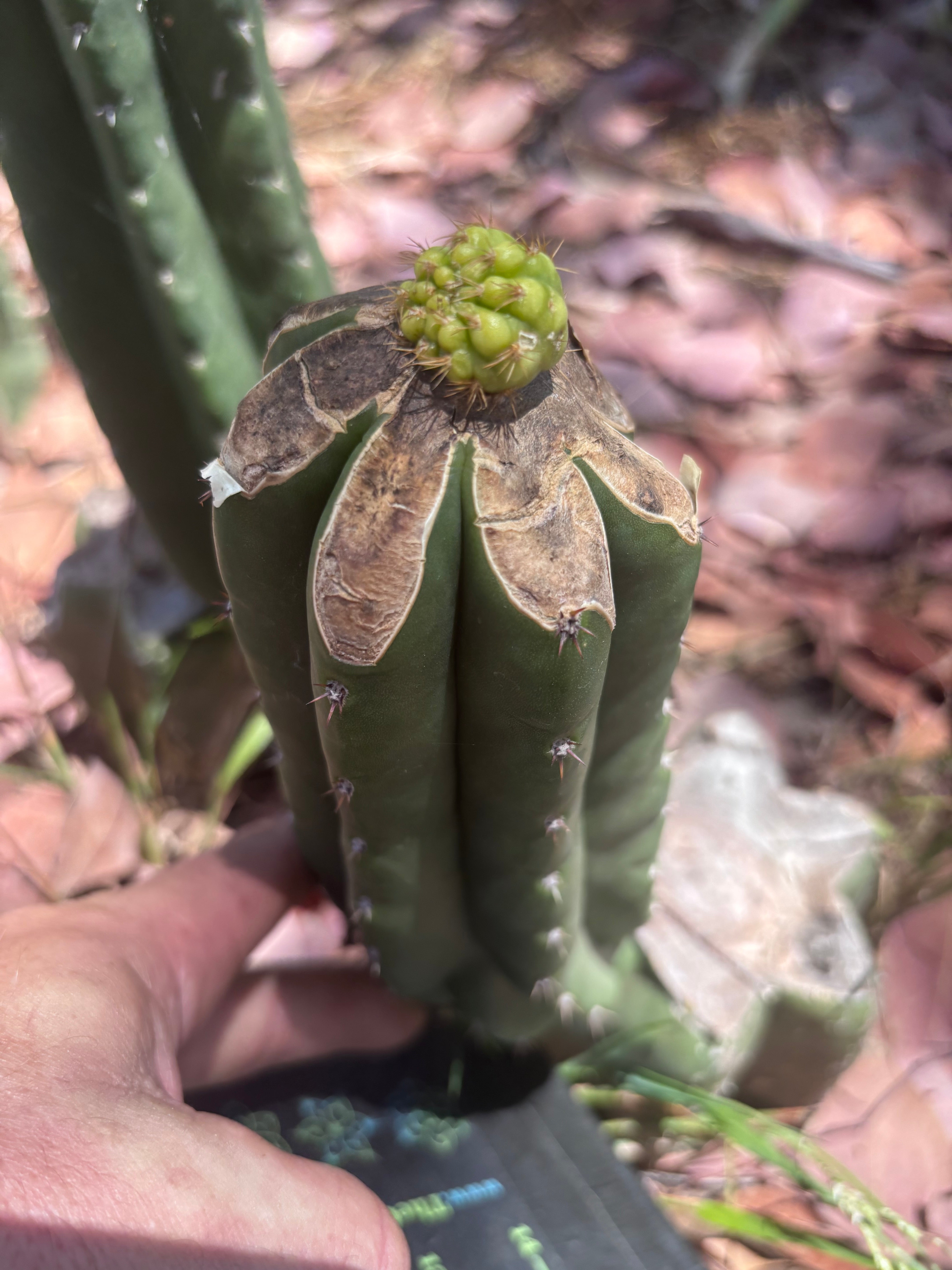 👑💎 Hulk’s Balls Graft