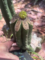 👑💎 Hulk’s Balls Graft