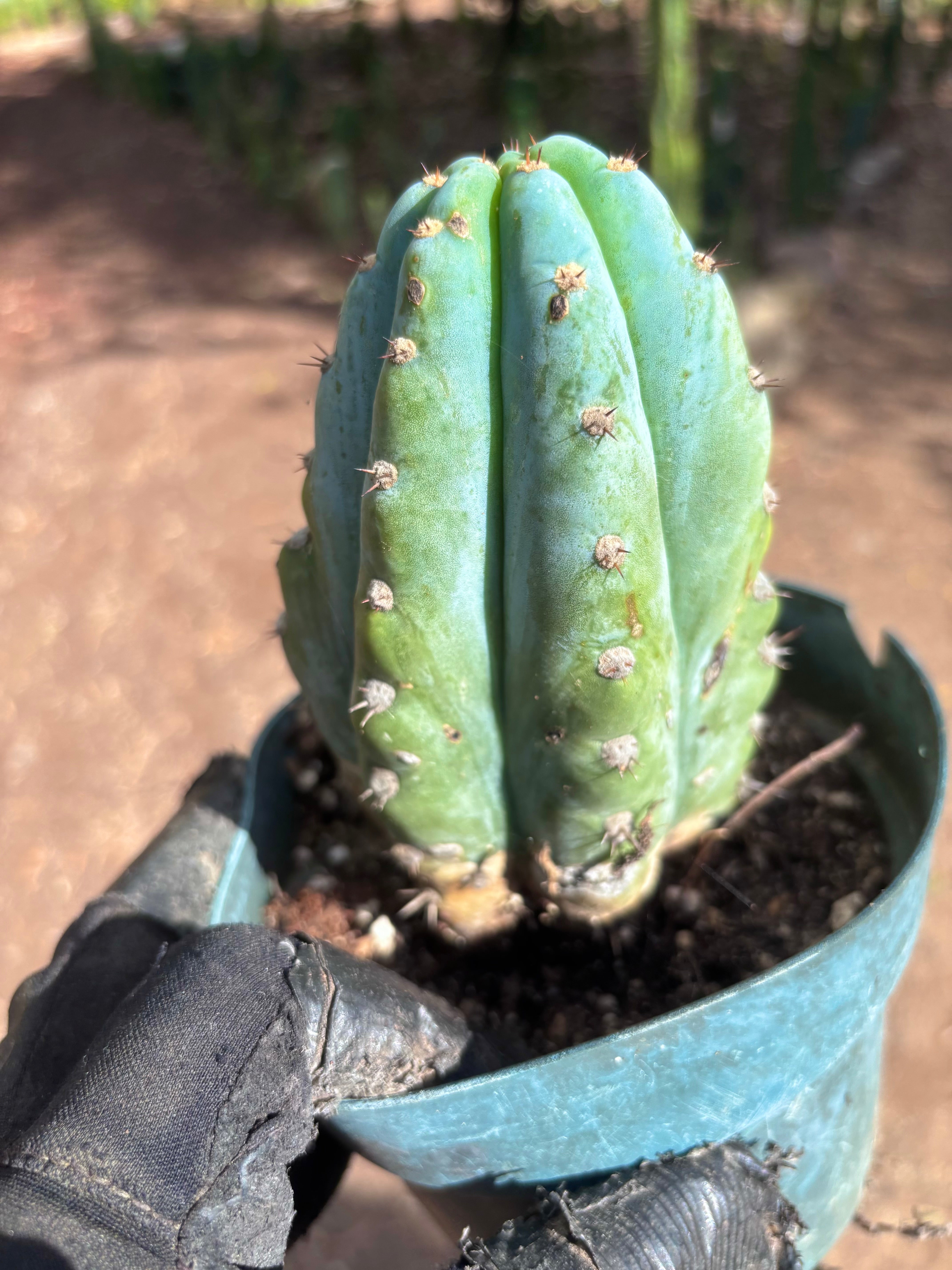 💎👑 Althea — Fully Rooted Chonk Tip