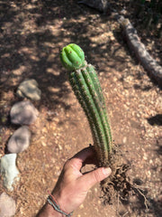 👑🌶️🌶️ KR04 — Whole Rooted Graft