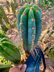 Rosei2 x TA01 (Peru x Peru)— Thick 10” Tip