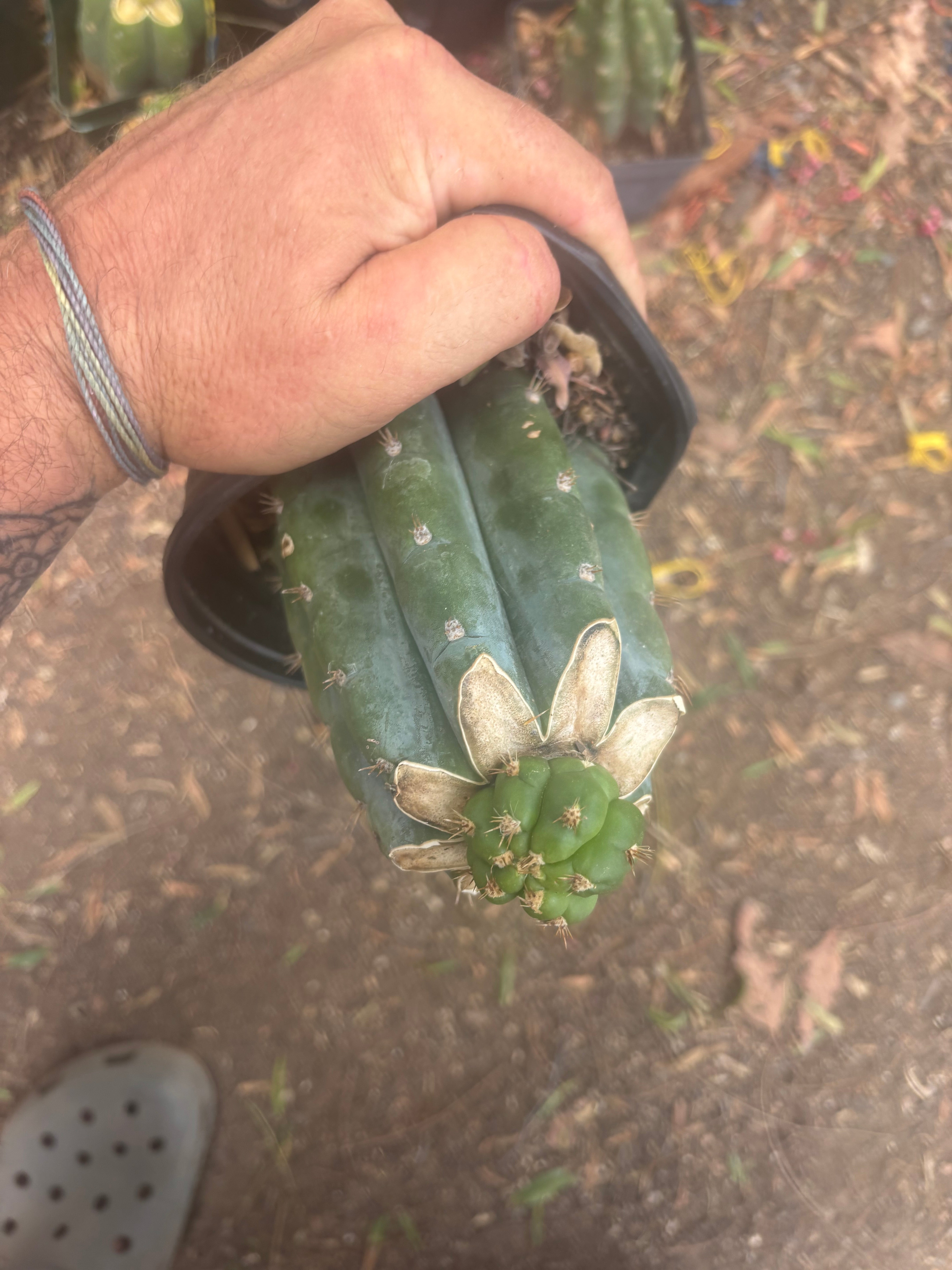 💎👑💎🌶️ CareBear — One More Graft on Rooted Shine01