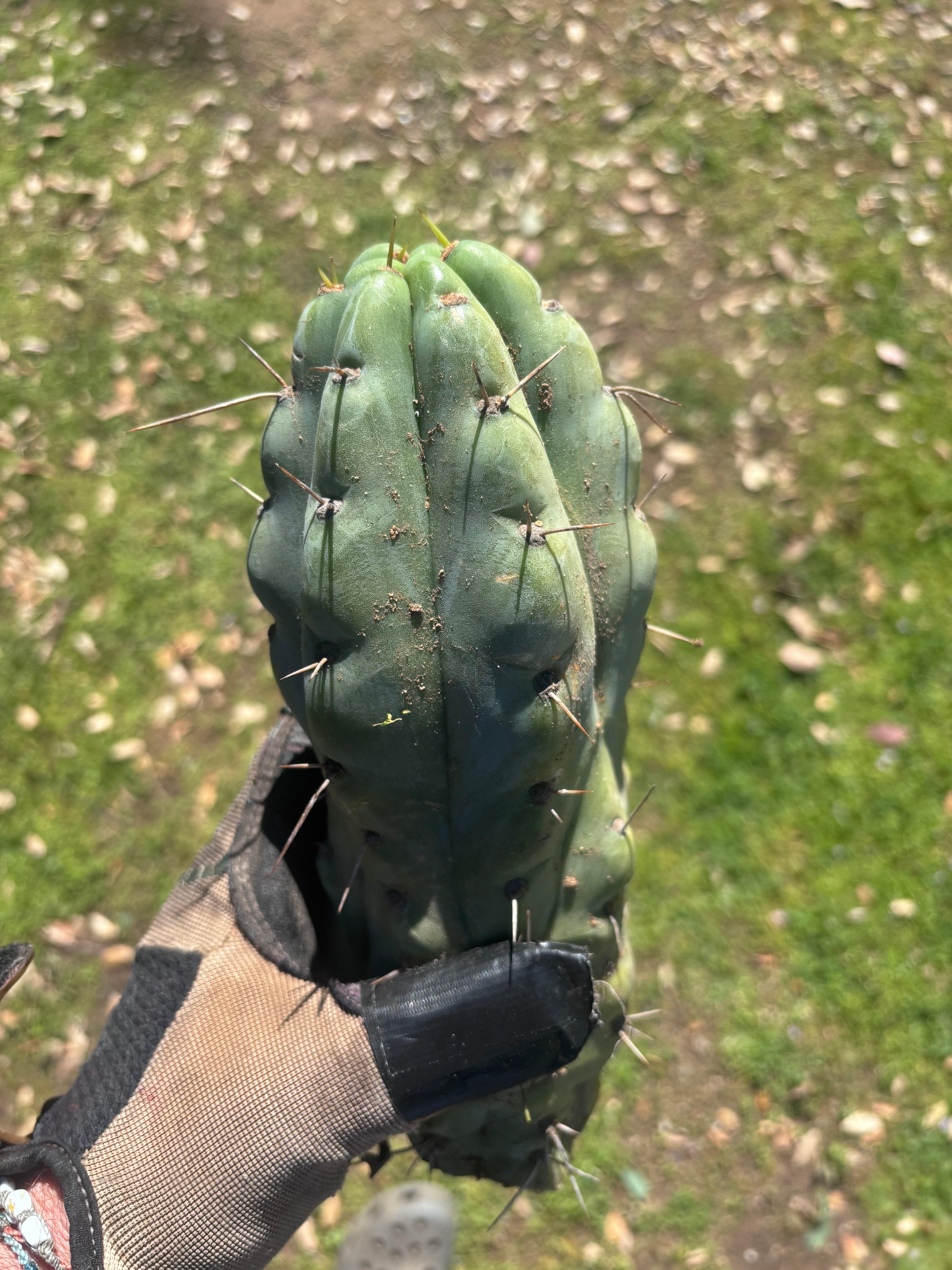 💎🌶️🌶️ NOM — Beefy 10” Tip
