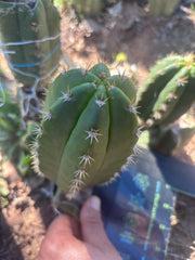 💎👑💎🌶️ CareBear — 6” Pup