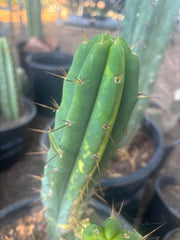 💎👑🌶️ MJC01  — 6” Vari Tip
