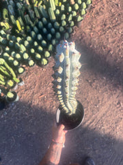 💎 Stenocereus Beneckei — XL 21” Fully Rooted