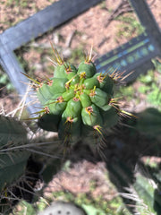 👑🌶️ Zalidus — XL 14” Pup