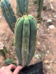 👑🌶️ CA1 Sherman — 12” Tip