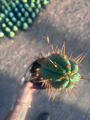 💎👑💎(🌶️ ) Tipz — Fully Rooted 16”
