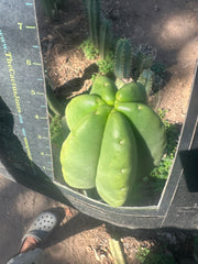 💎👑💎  Ferah! — Another THICK Tip