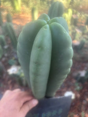 💎👑🌶️ Ferah — FAT 10” Tip