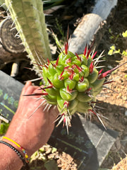 💎👑 Rauhocereus Riosaniensis — 8” Tip