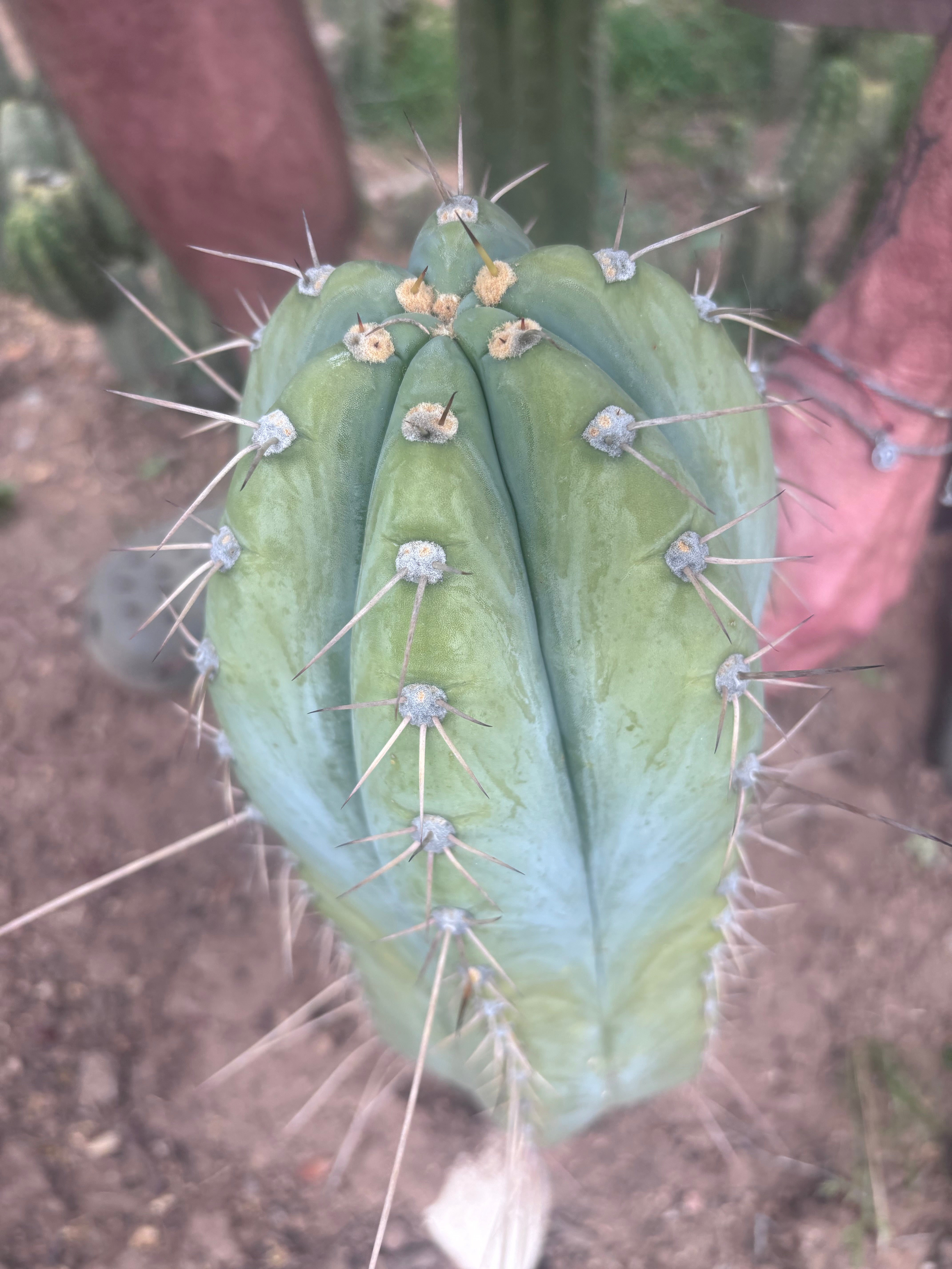 💎👑🌶️ CGG — Massive 10” Tip