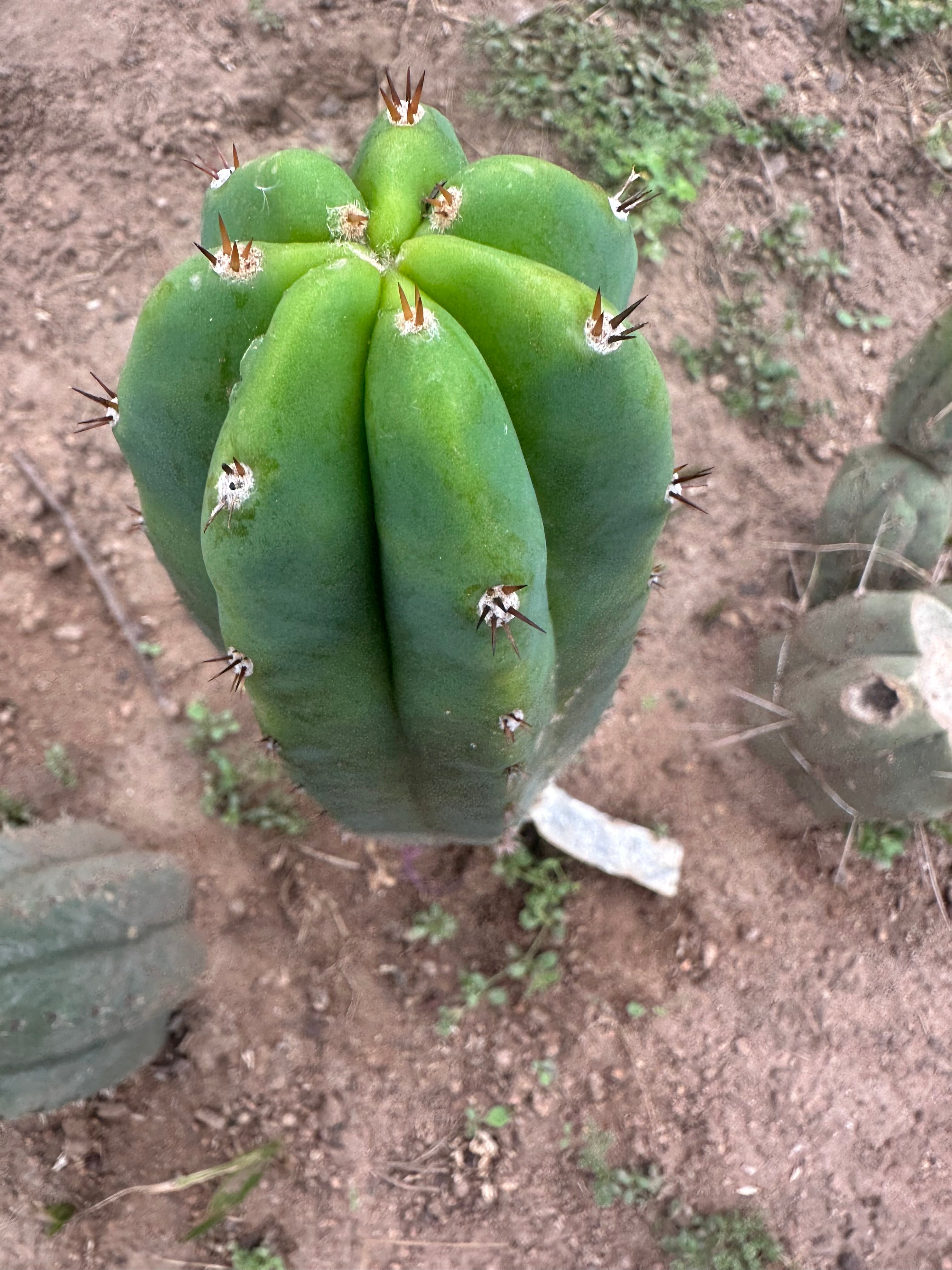 Lance x Hyperspace Pixie — 8” Tip