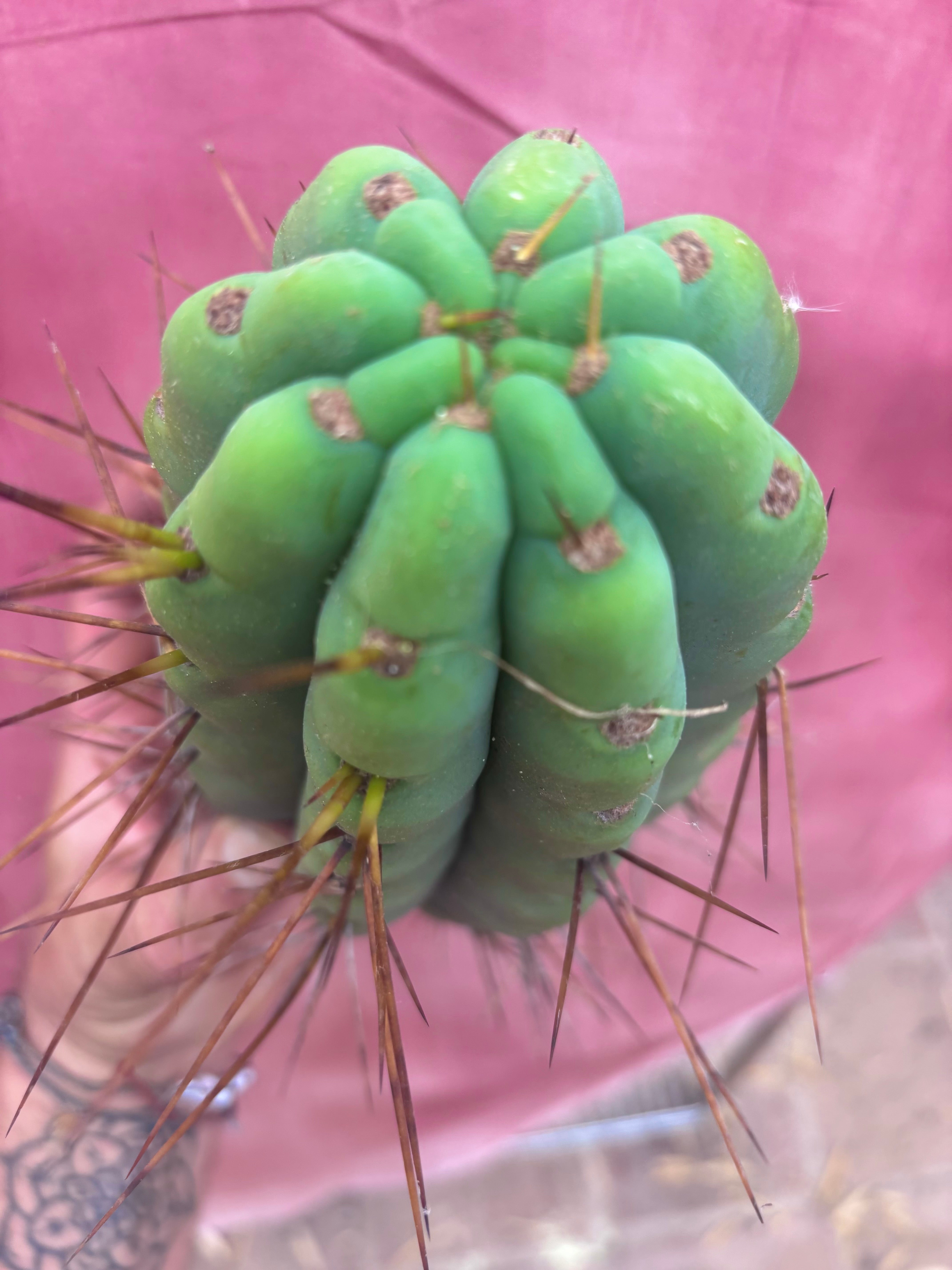🌶️🌶️⚠️ E.R. — Another Beefy 9” Pup