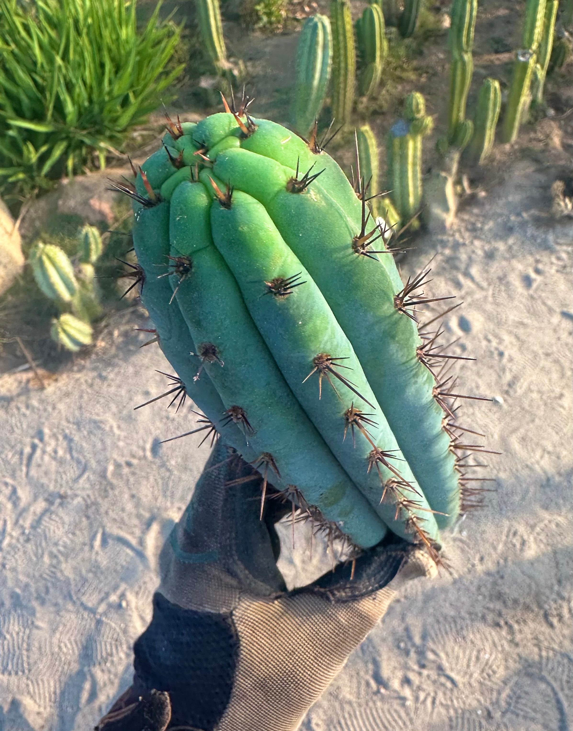 👑💎 Rimac Valley — Gorgeous 14” Tip