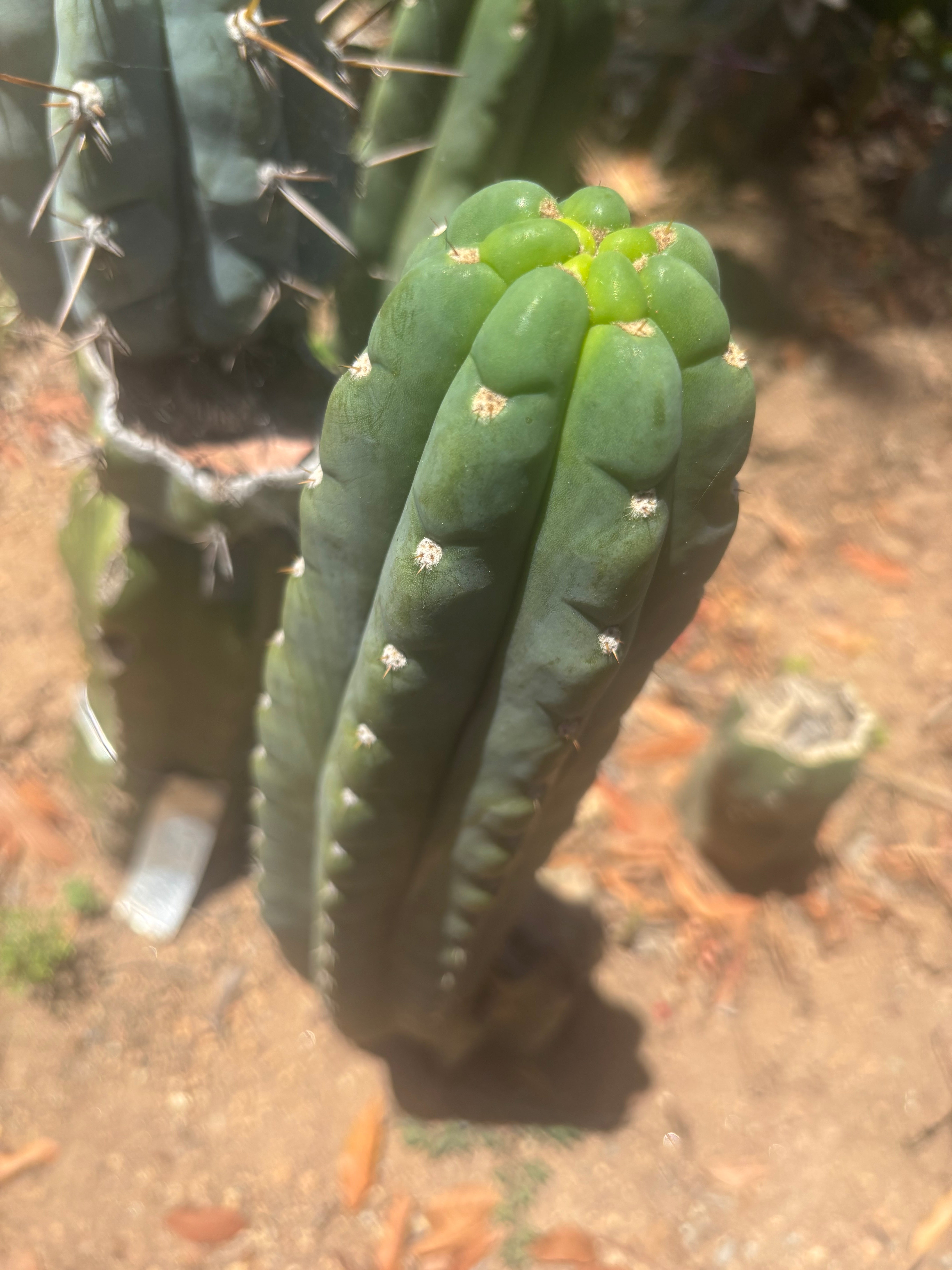 👑🌶️  Ichoca — 8” Tip