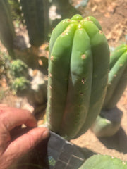 💎👑🌶️ LMP — 7” Tip