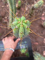 👑🌶️🌶️  Lumberjack — 14” Pup