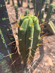 👑🌶️🌶️ Dulzura — 10” Tips (Restocked)