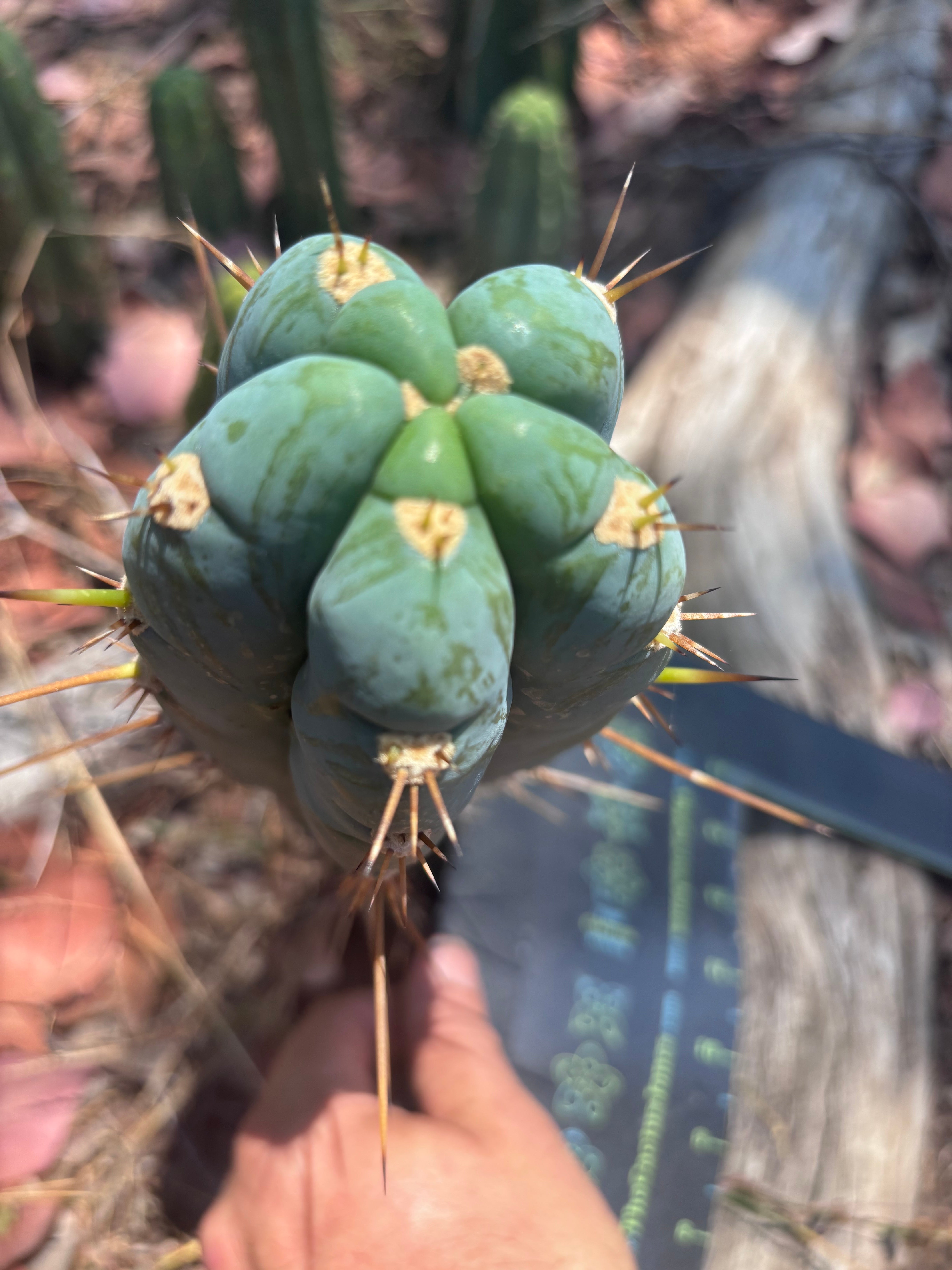 👑 Icaros — Frosty 9” Tip