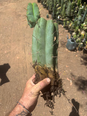 💎👑🌶️🌶️ Eileen — FAT XL Rooted Mid with Fourwang Pup