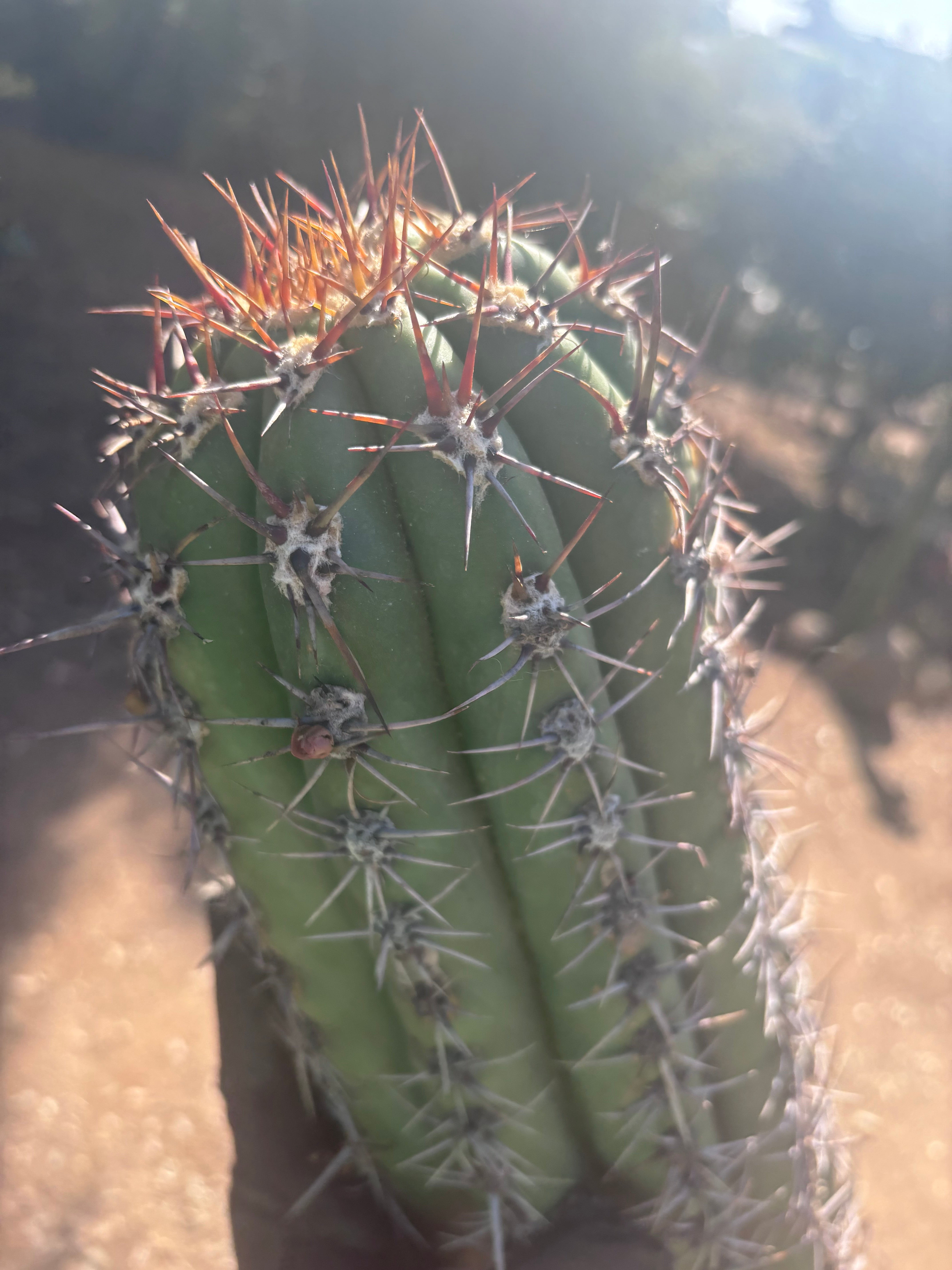 💎💎 Taquimbalensis — MASSIVE 18” Pup