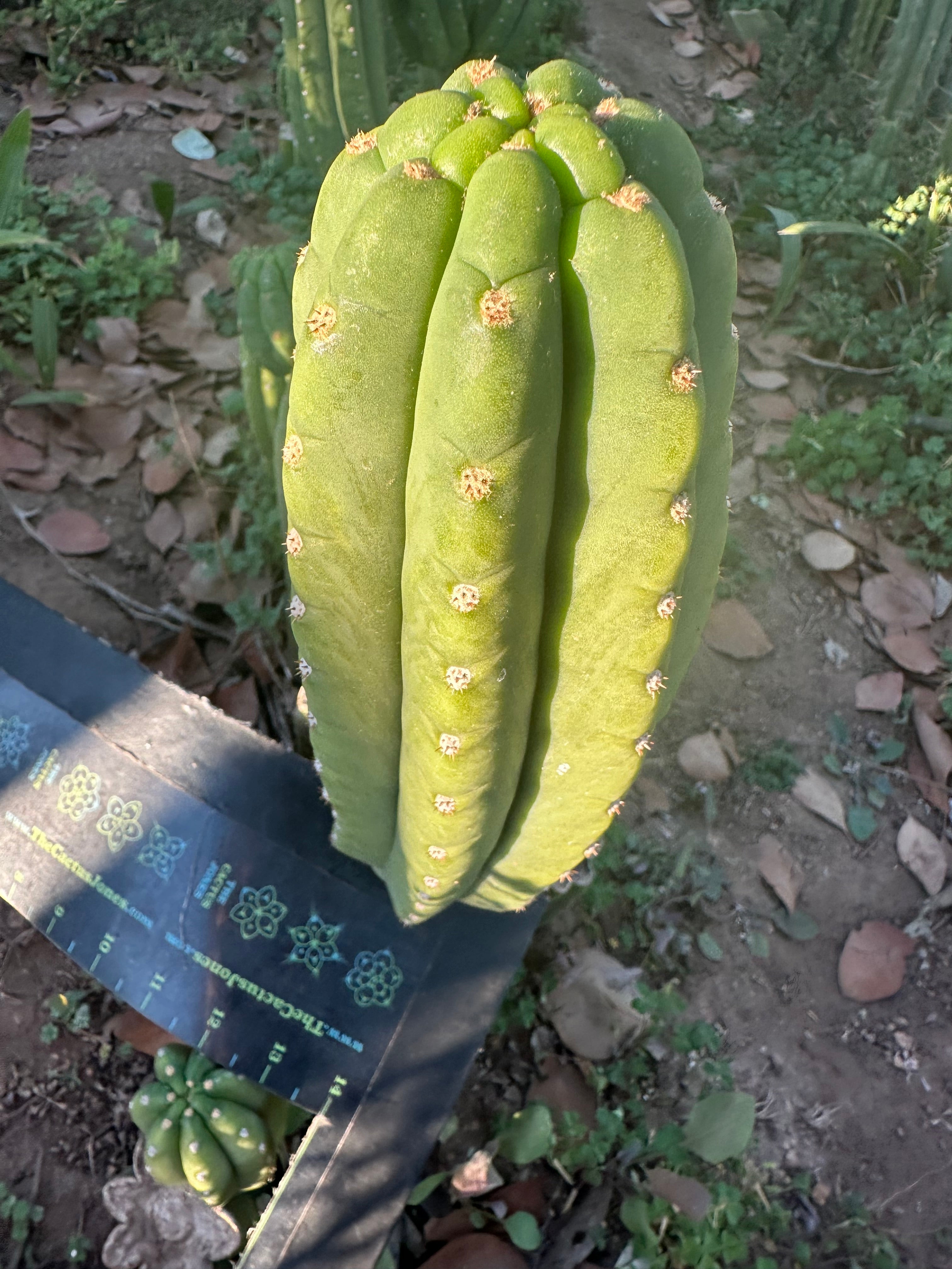 👑🌶️ The Field’s Pachanoi — Fat 10” Pup