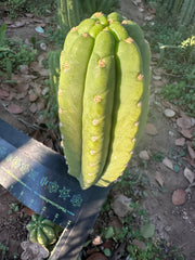 👑🌶️ The Field’s Pachanoi — Fat 10” Pup