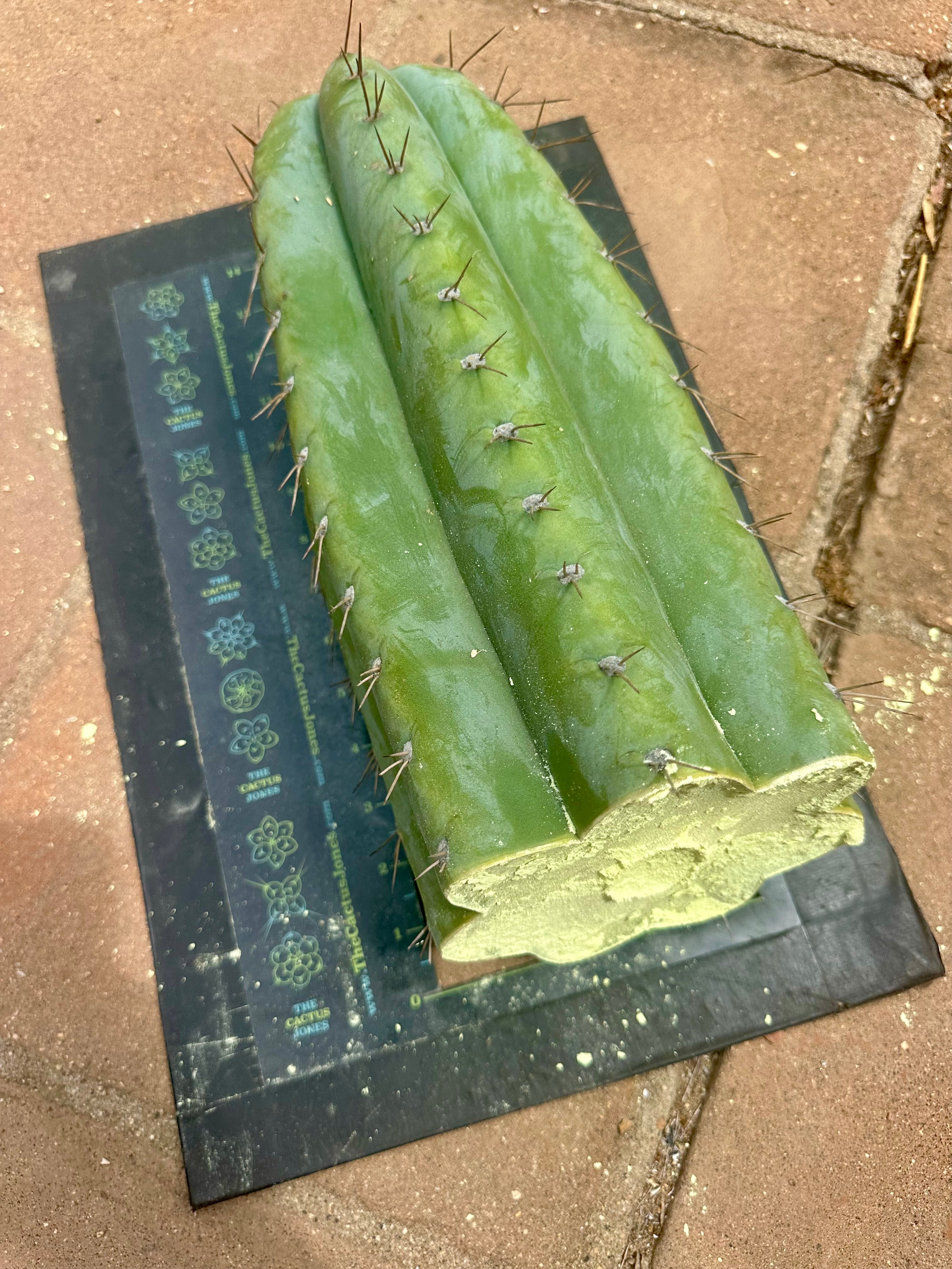 💎👑🌶️ CGG — 15” *MEGA* Tip