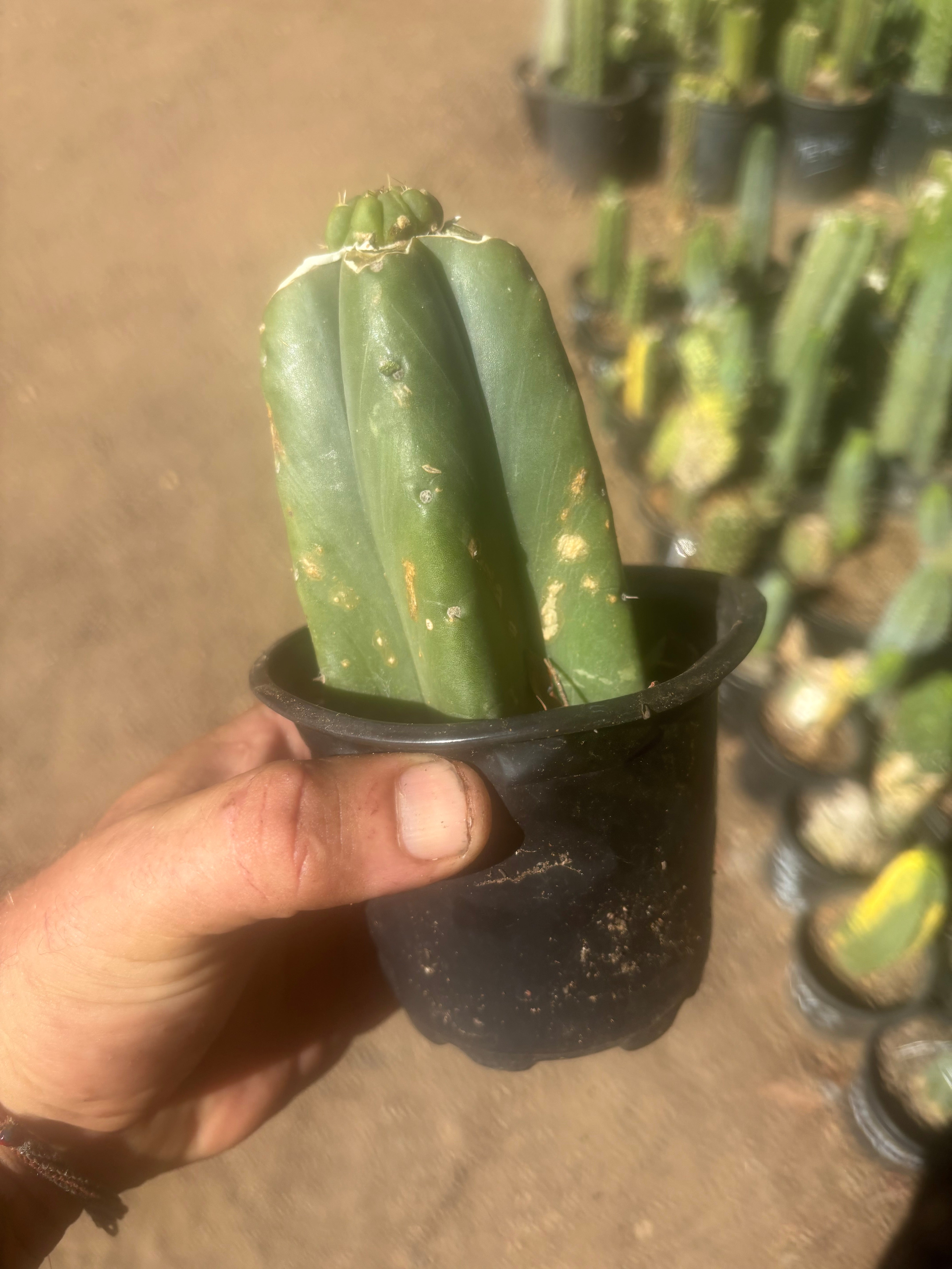💎👑💎 Tulhuay — Rare Magenta Flower — Pup Graft on Rooted Pierre