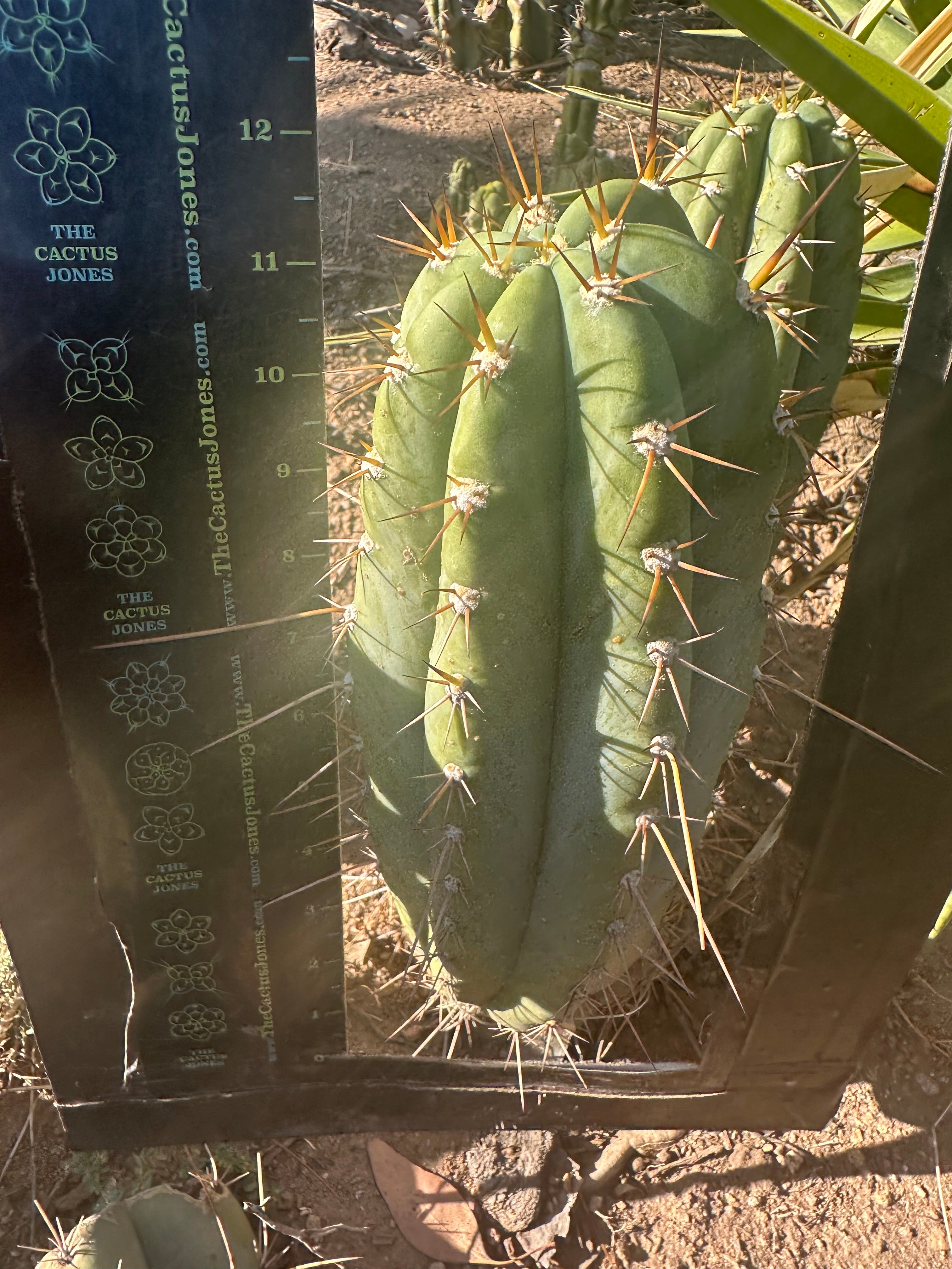 💎👑🌶️ CGG — 12” Melon