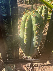 💎👑🌶️ CGG — 12” Melon
