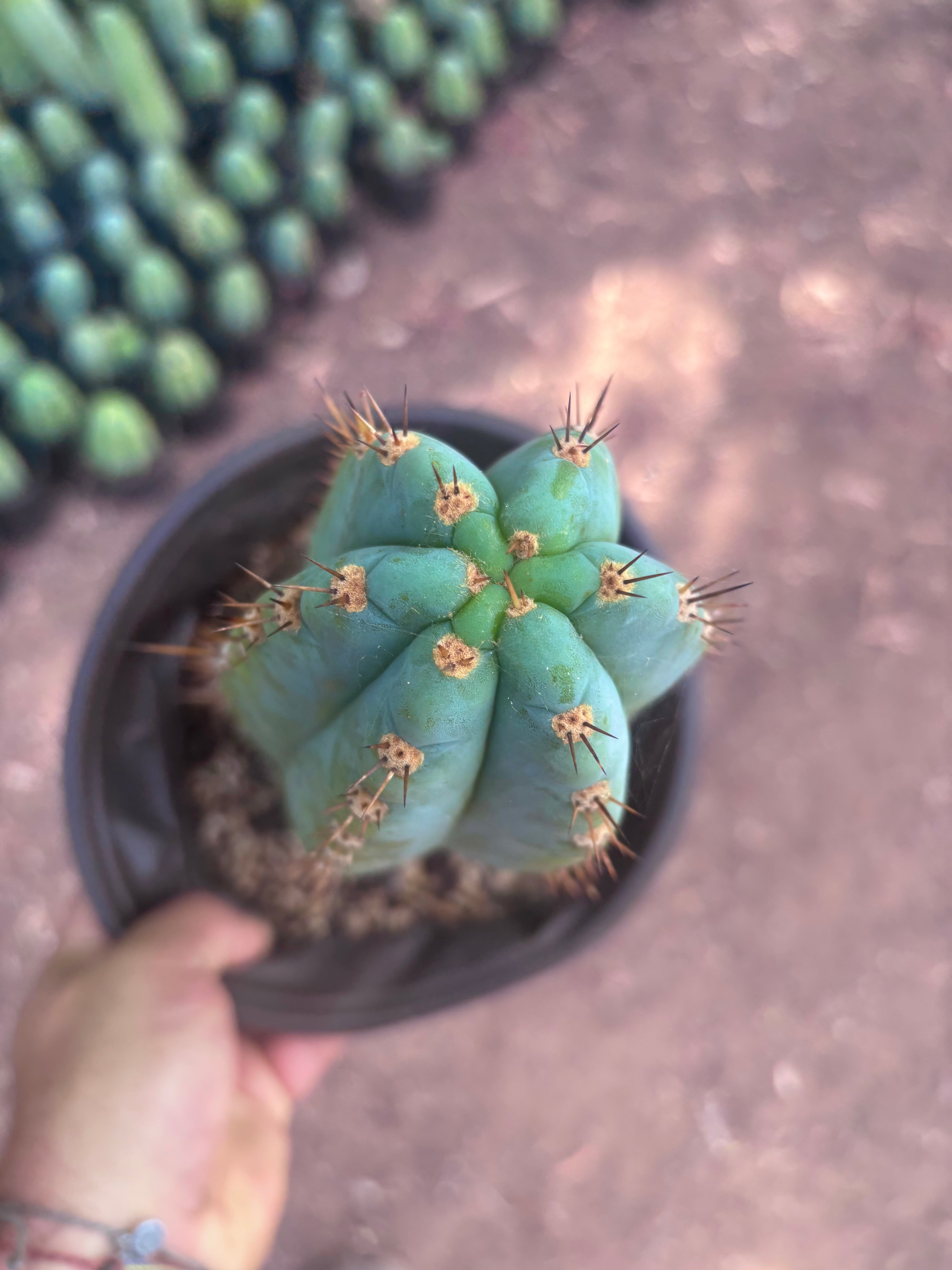 💎👑💎 Papa Smurf — Chonky 12” Rooted Tip