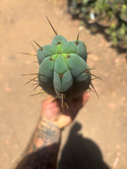 👑🌶️🌶️ Pala — Chonky 11” Pup