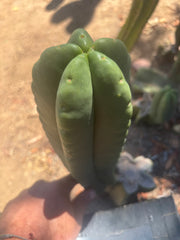 💎👑🌶️ Ferah — Another Chonky 9” Tip