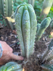 💎👑🌶️🌶️ Austy’s Bomb — 10” Pup