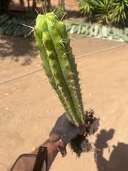 💎 SS02 x DeCosta — XL Seed Grown 21”