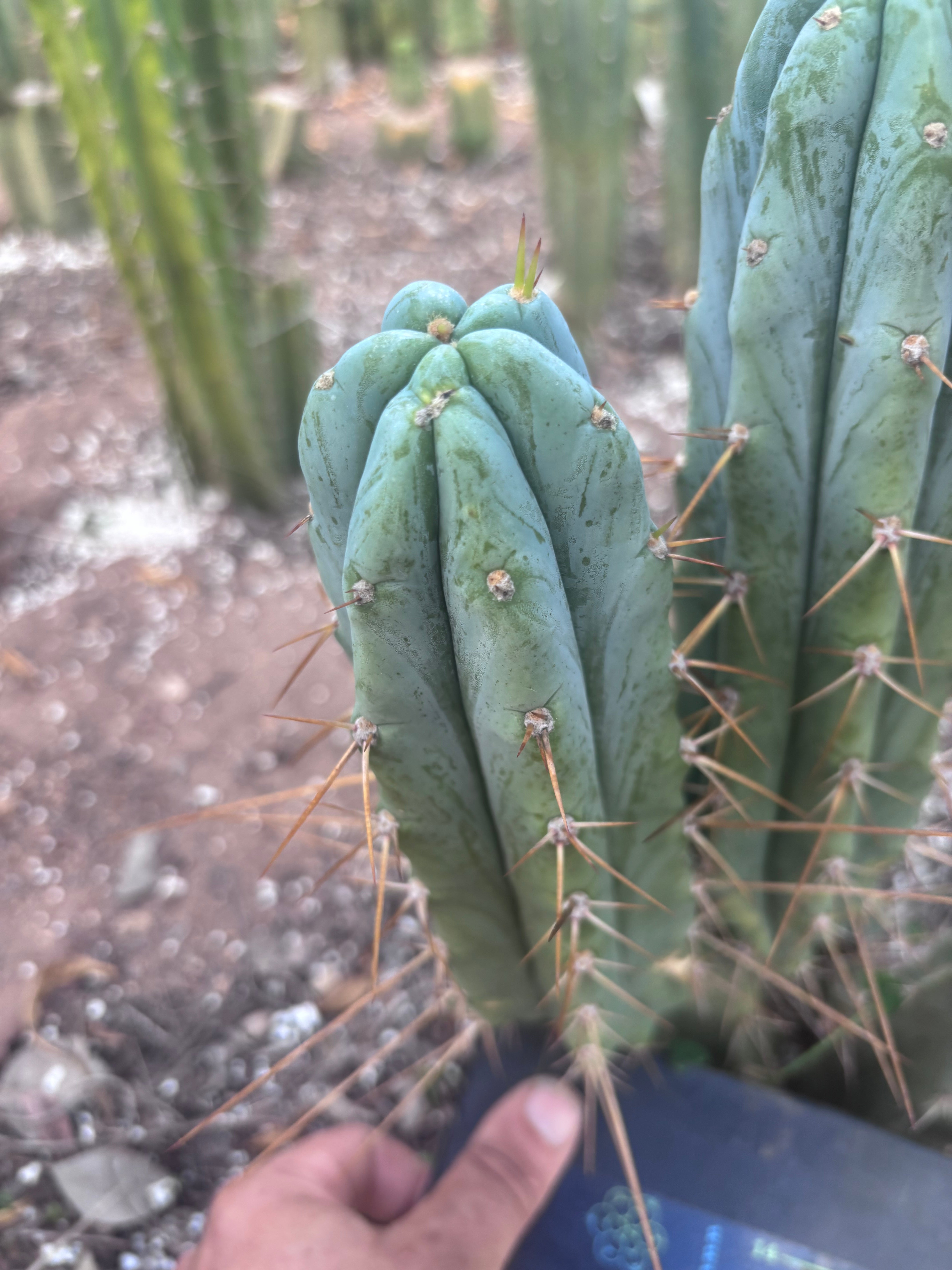 👑🌶️ S.S. Achuma — 10.5” Pup