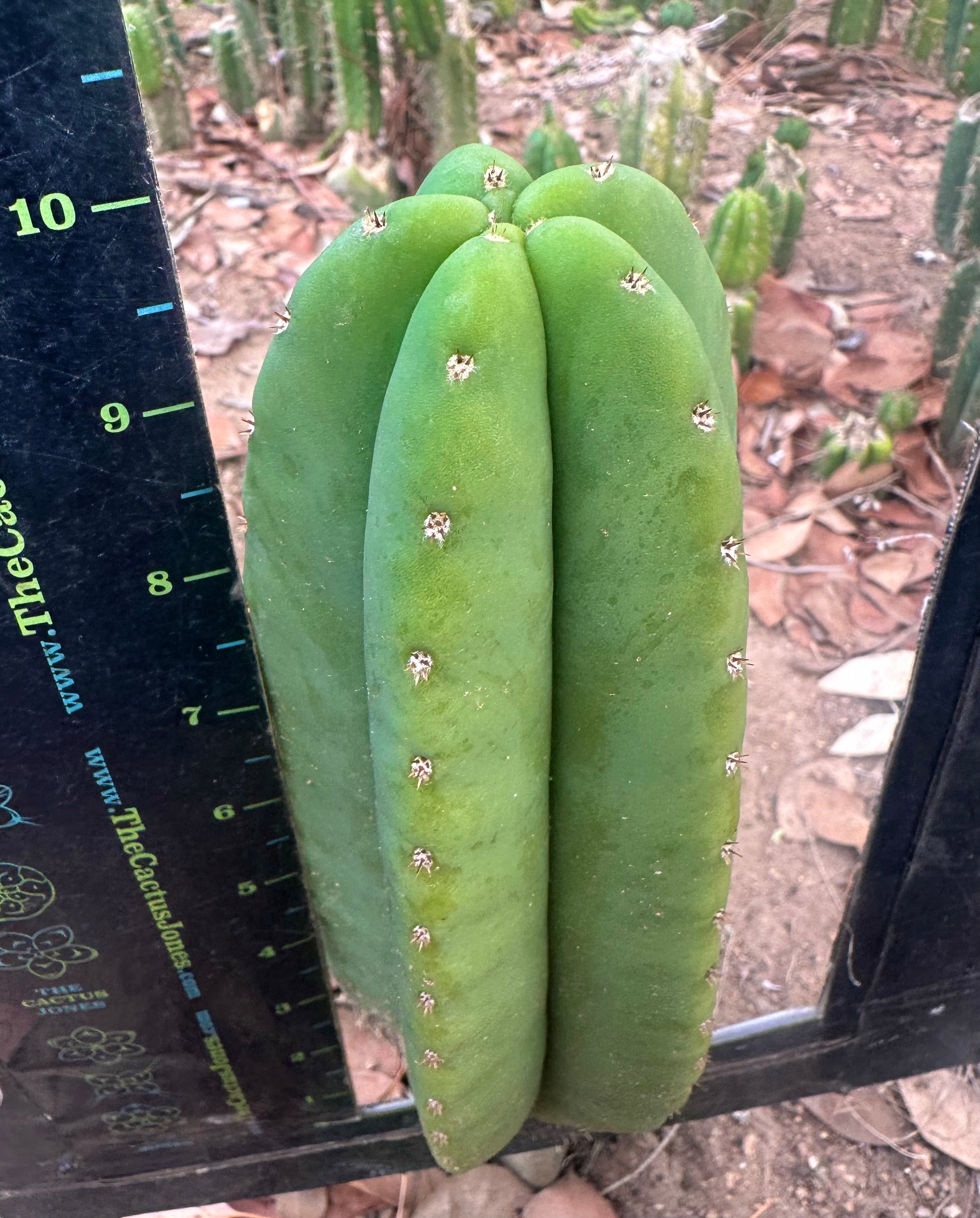 👑🌶️  Scop A  — Chonky 10” Tips