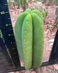 👑🌶️  Scop A  — Chonky 10” Tips