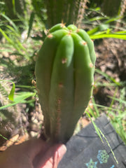 👑🌶️🌶️ KR04 — 8” Tip