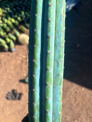 👑🌶️ Ventucky Blue — 16” Tips