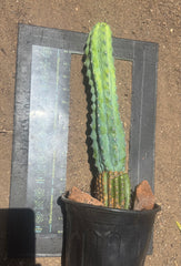 👑💎 Grecas — XL Established Tip Graft, Rooted